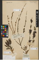 Foto von Salix purpurea L.